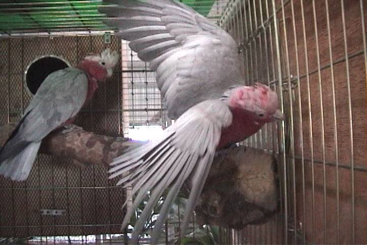 桃色粉紅鳳頭鸚鵡(粉紅巴丹)三