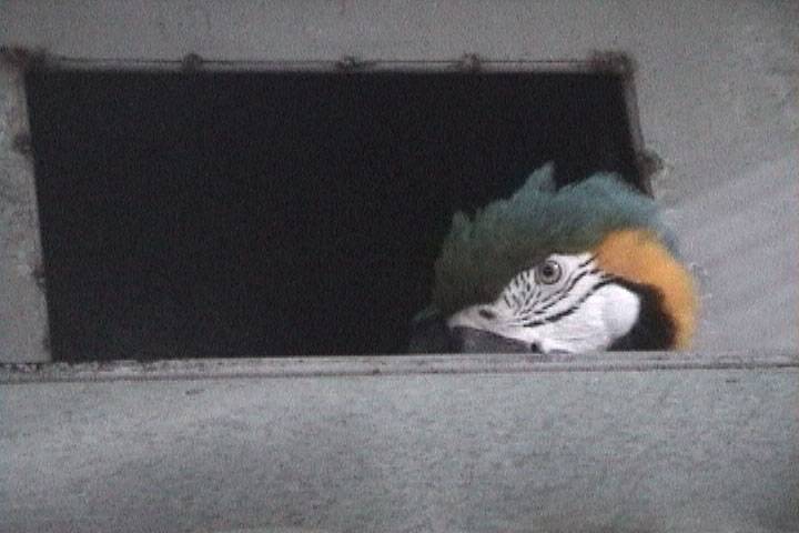 琉璃金剛