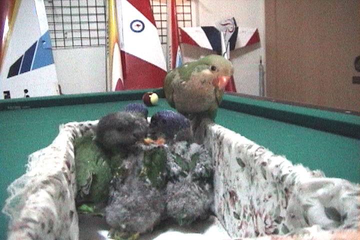 一堆幼鳥
