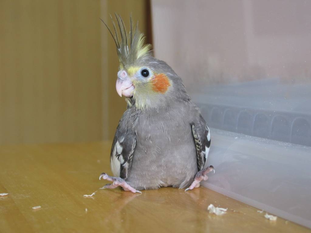 小金剛