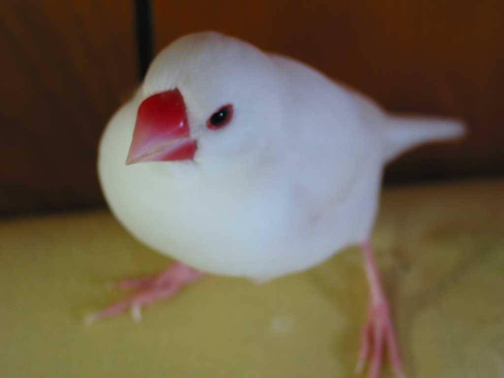 第一隻鳥
