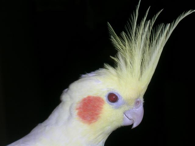 看看我的頭毛...