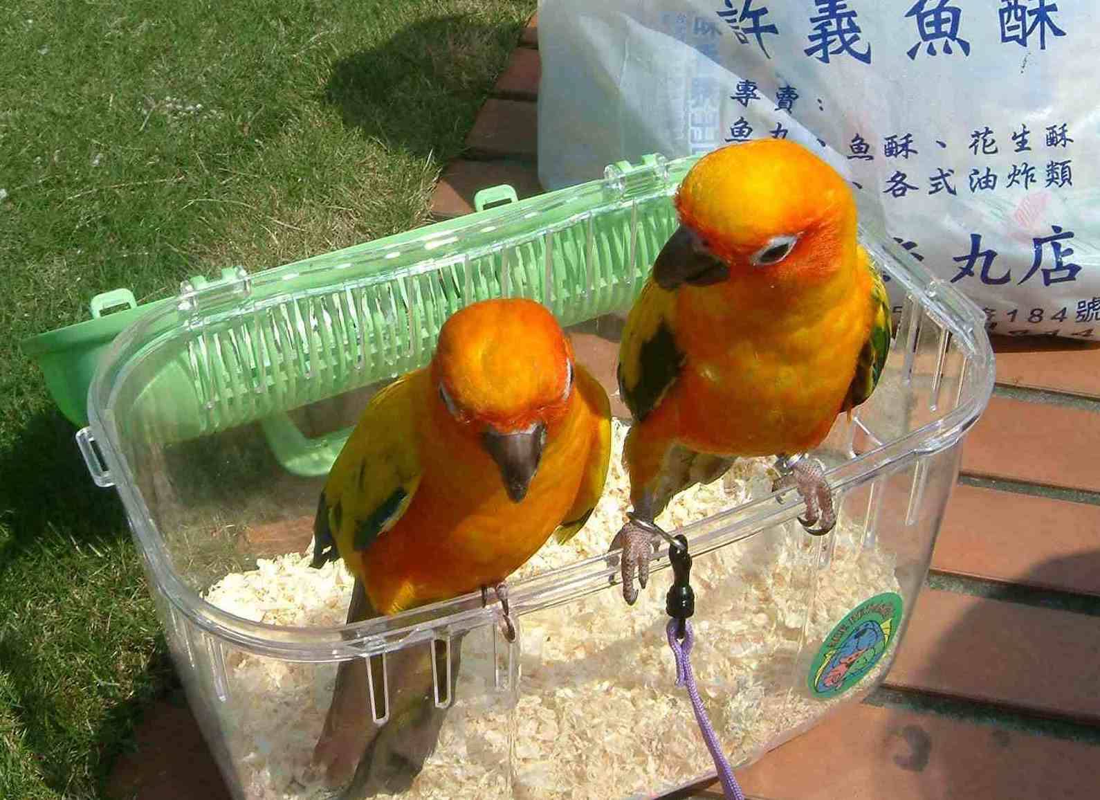 兩隻金金遊淡水2