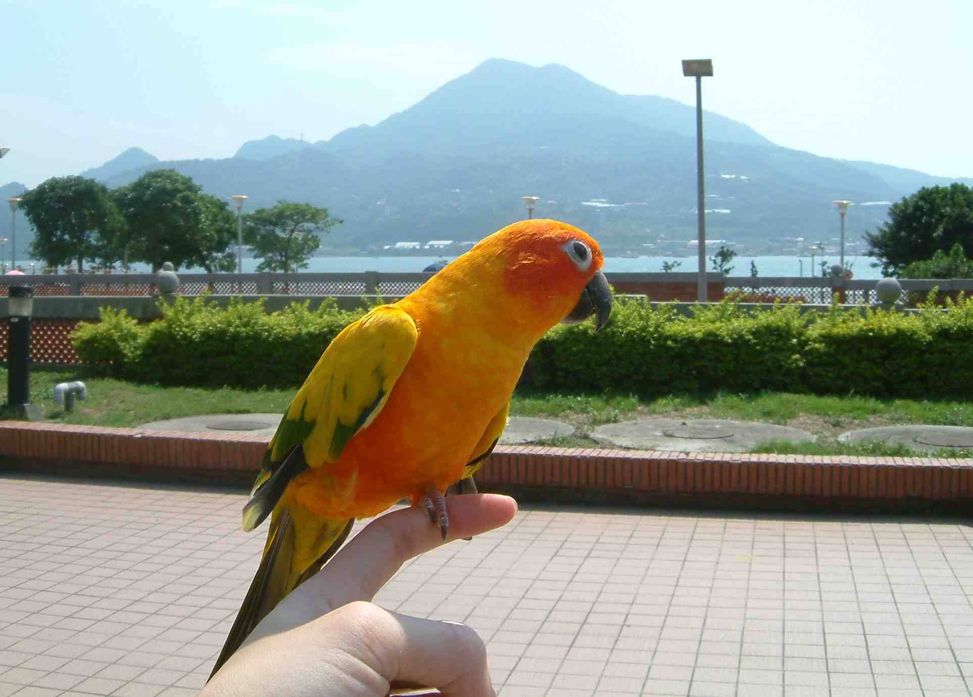 兩隻金金遊淡水1