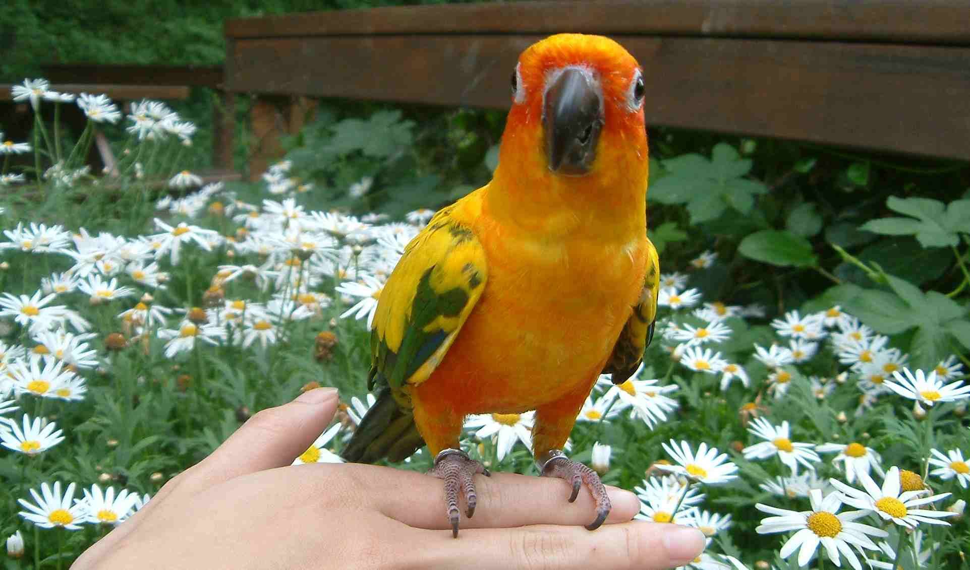 牧場之遊--鳥比花嬌