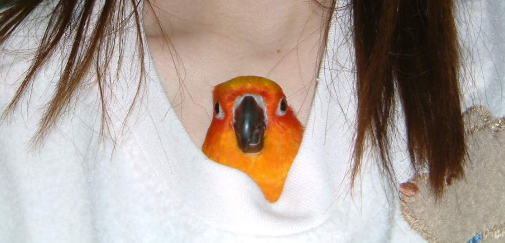 衣服裡的小袋鼠1