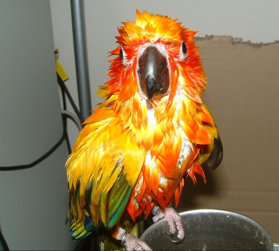 沒見過這麼醜的鳥..