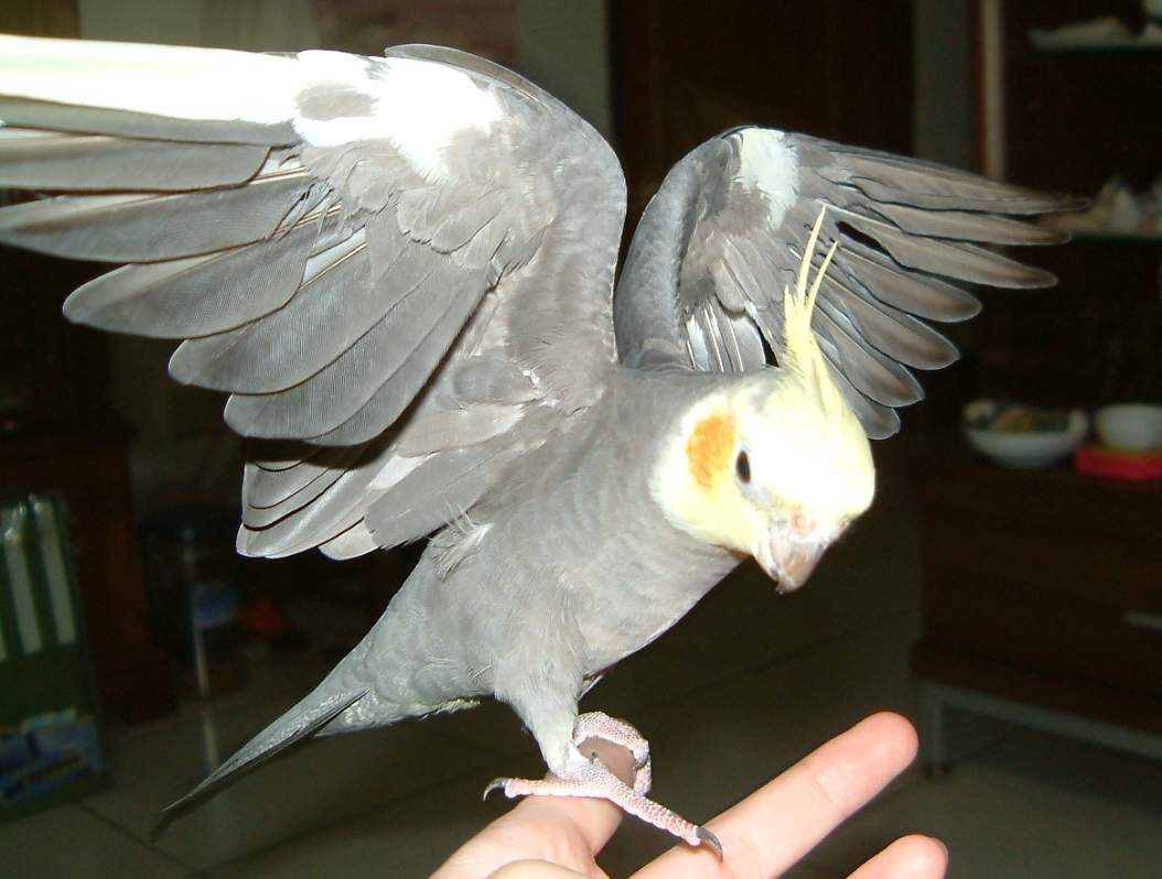 大鵬展翅