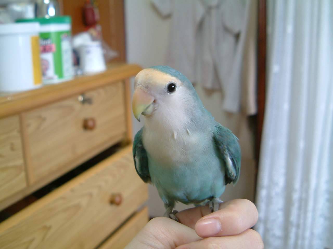 小不點