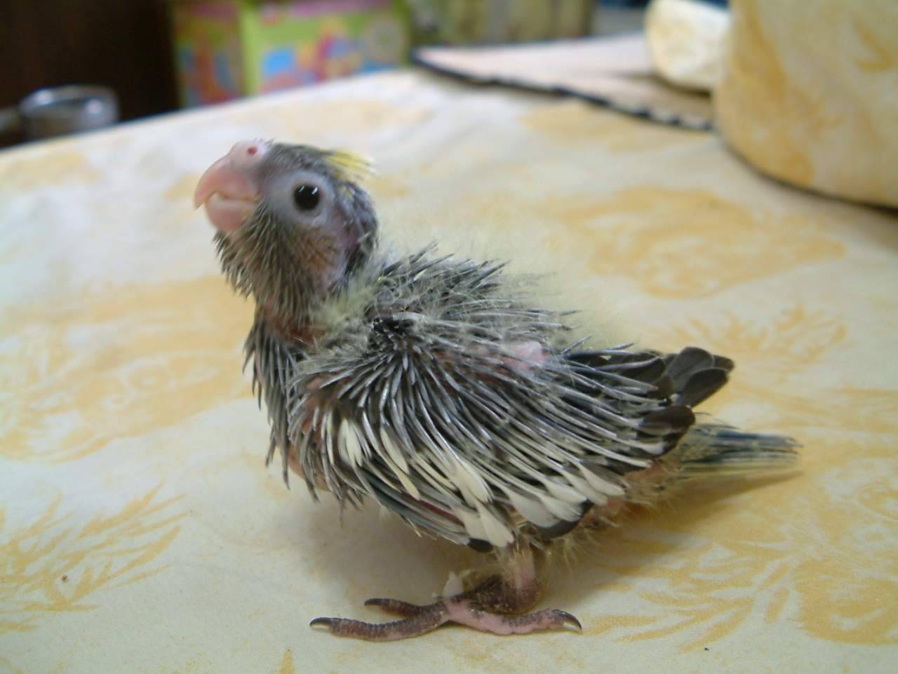 小貢丸