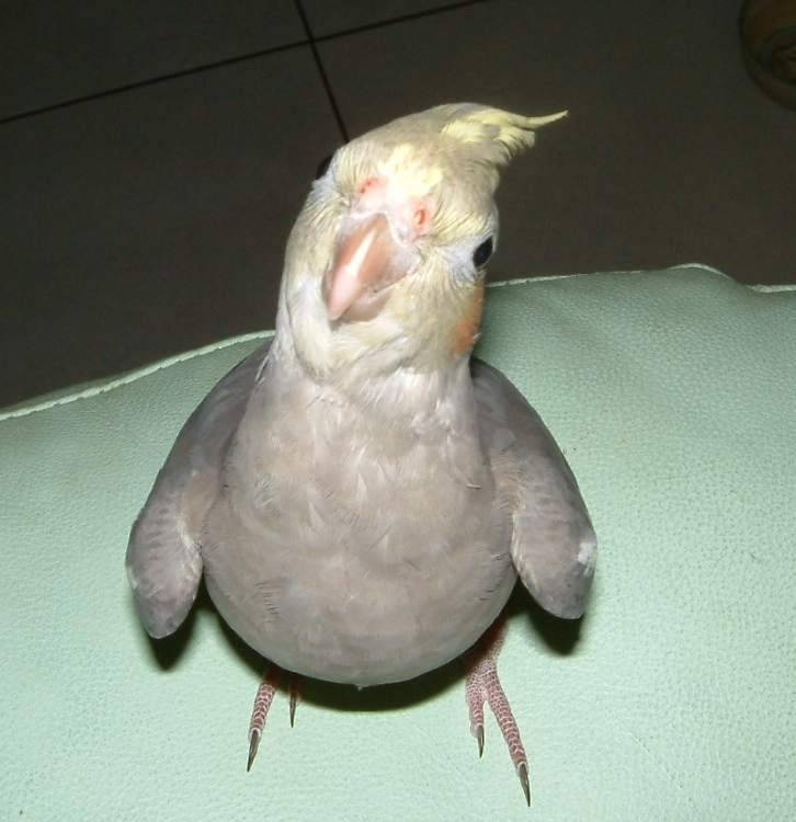 卡哇伊