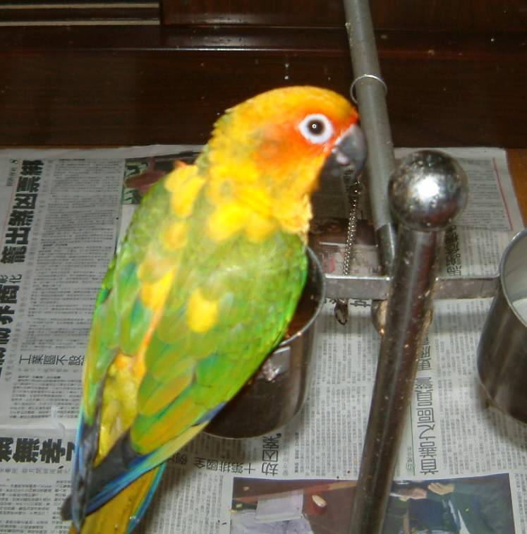 金太陽