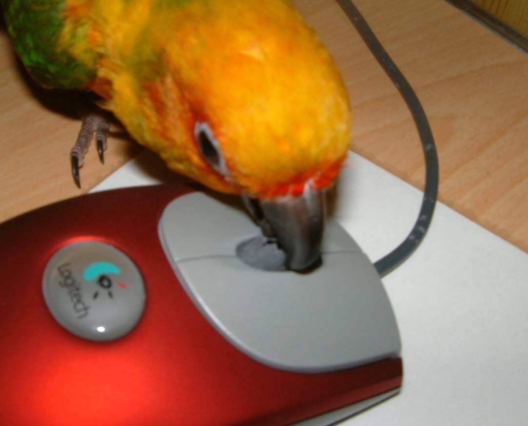 惡質的鳥