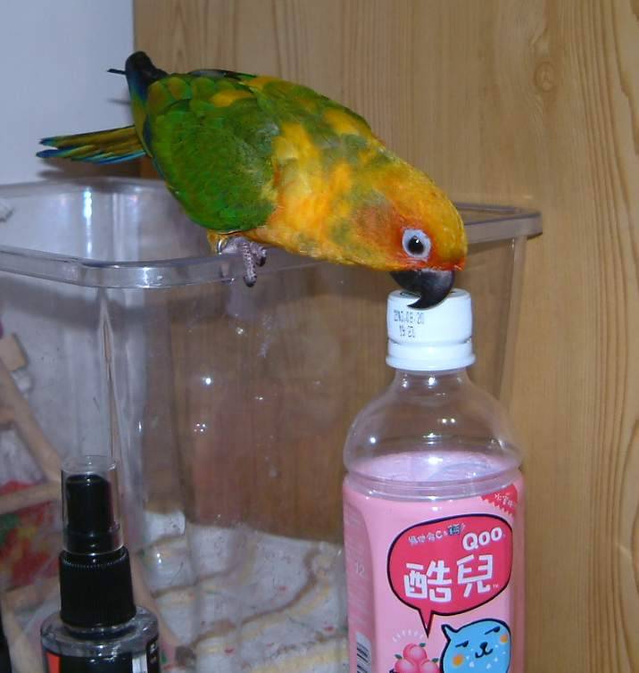 我愛QOO..