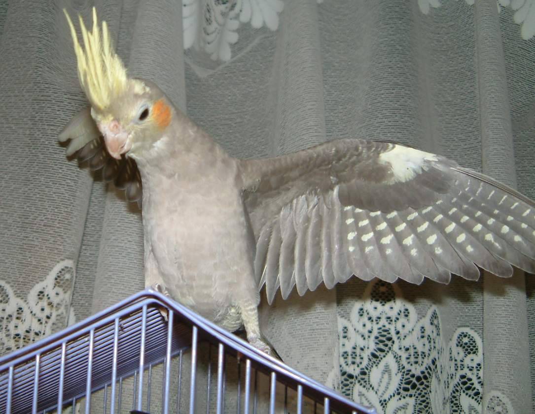 鳥要跳樓