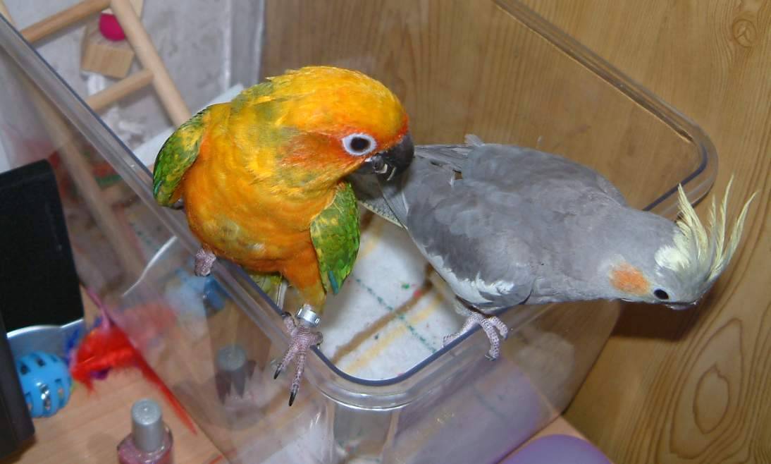 金太陽與玄鳳