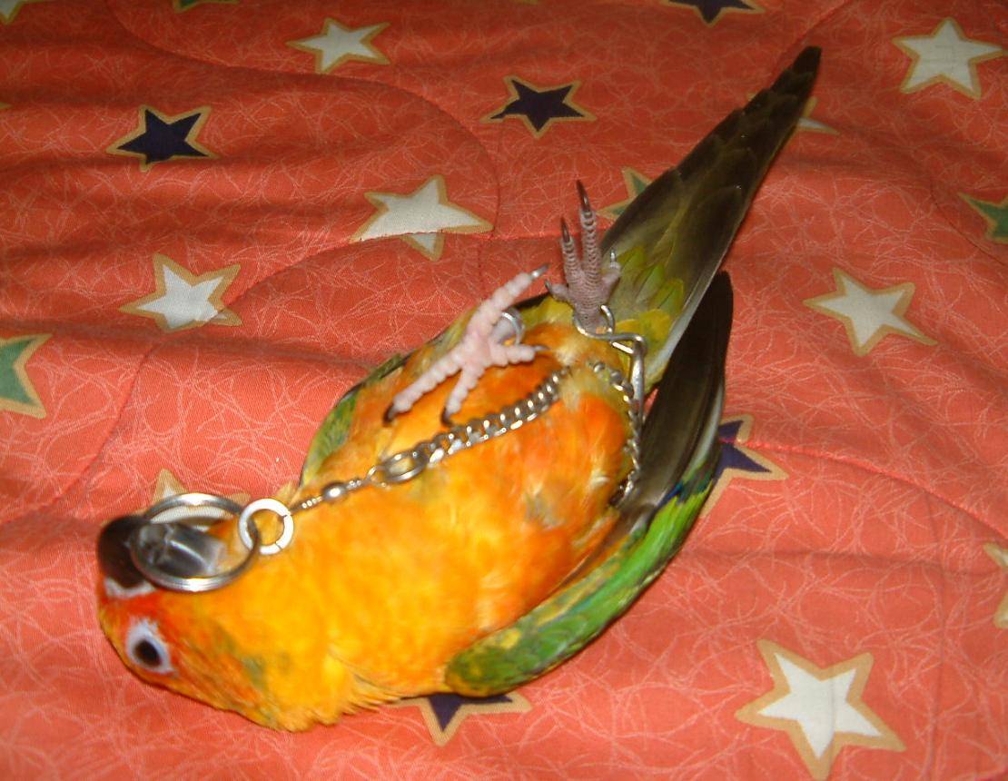 金太陽