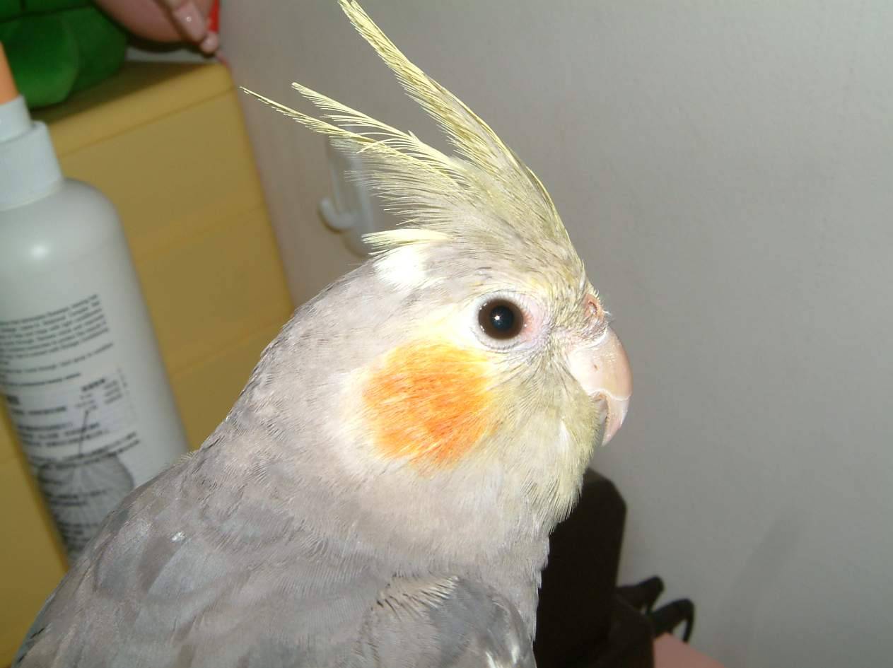 可憐滴貢丸