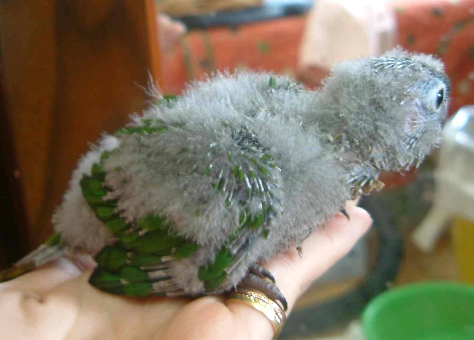 紅腹