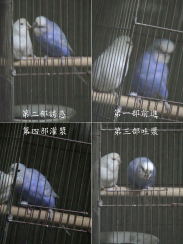 紫羅蘭的求愛四部曲