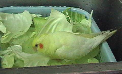 玄鳳扮水雉