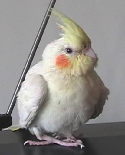流浪玄鳳正面
