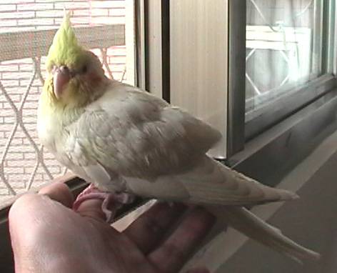 苦兒玄鳳全身照