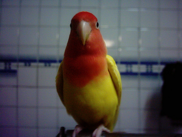 小胖子