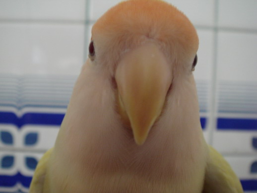 正面照