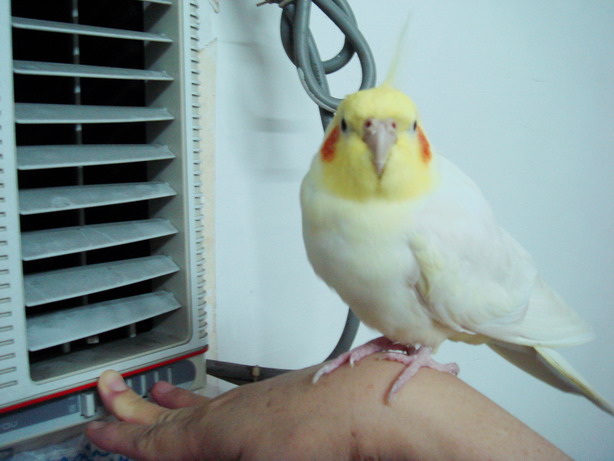 愛吹冷氣
