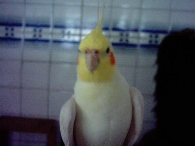 笨笨的玄鳳..^^