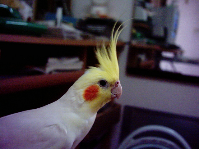 我家玄鳳