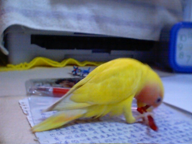 桃面愛情小鸚