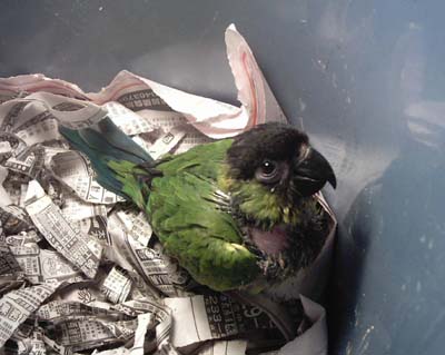 2004.4.24還是幼鳥