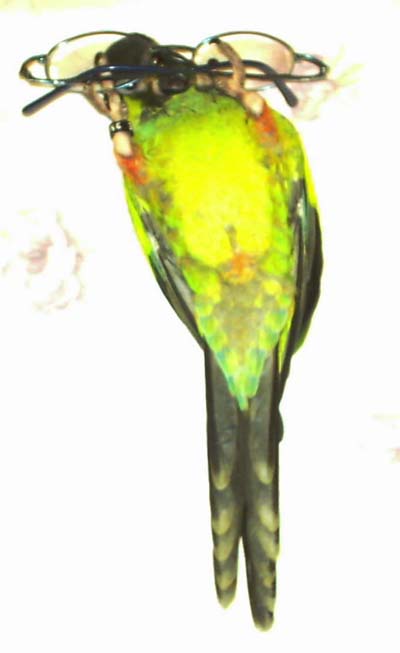 2004.5.2眼鏡