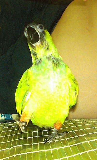 2004.5.8企鵝走路