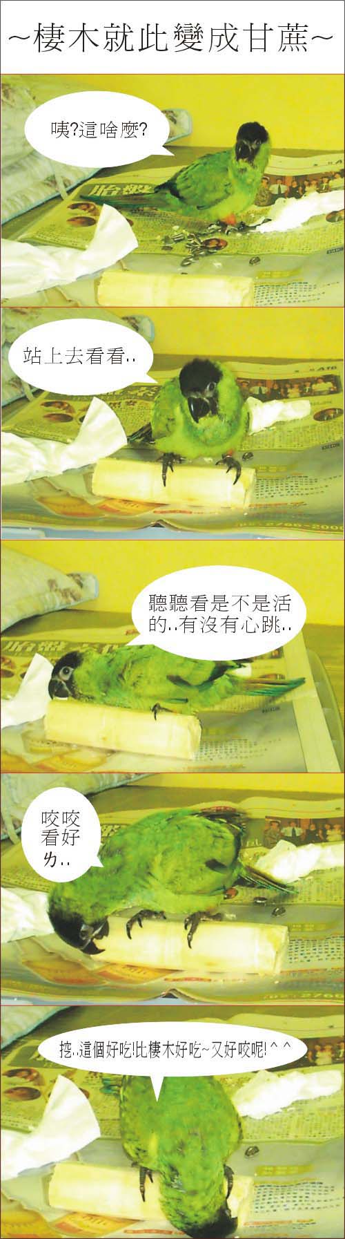 重此之後~要咬木頭就拿甘蔗!