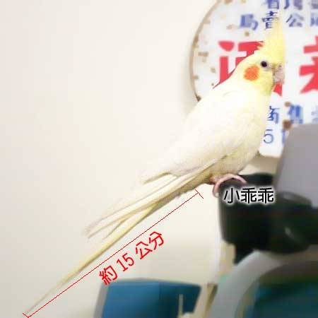 My乖乖(玄鳳)