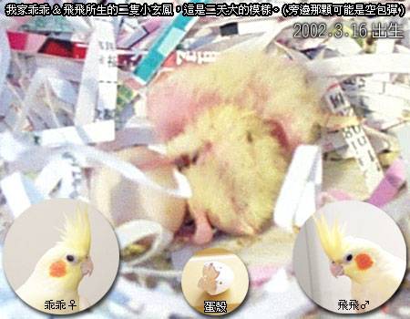出生二天的玄鳳