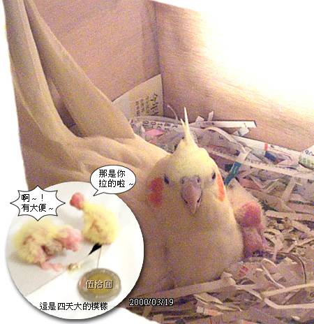 50元大小的玄鳳幼鳥
