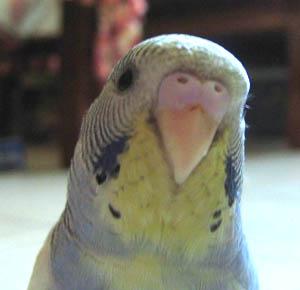 falconkimo