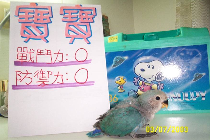 胖紫羅蘭小鸚--寶寶小時候