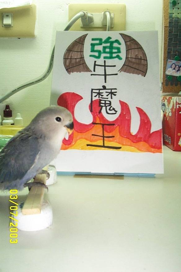 很兇的紫羅蘭小鸚--牛魔王