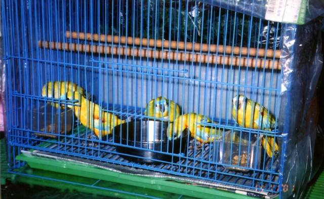 finch