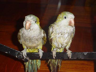 Coo Coo & Lily