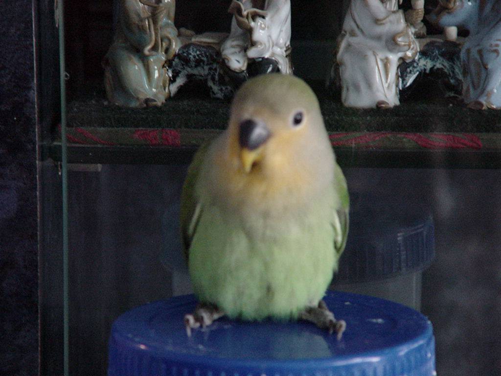 肥豬