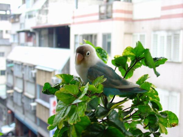大自然的鳥籠