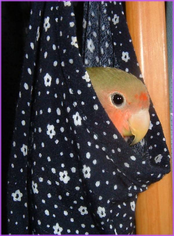 躲貓貓