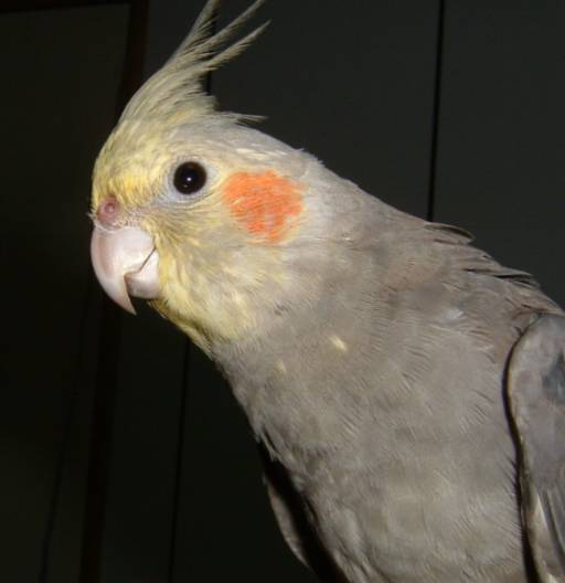 小可愛