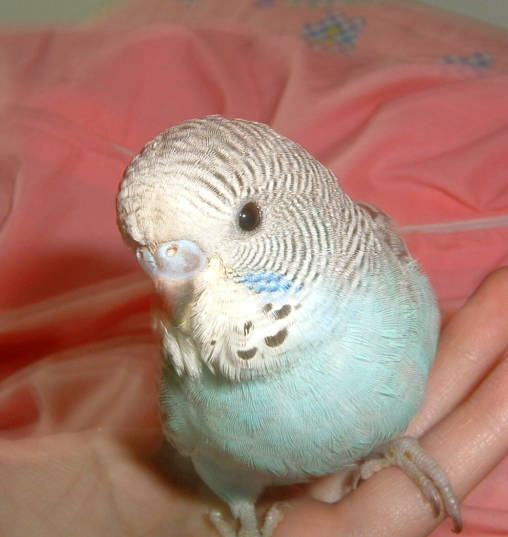 大頭鳥